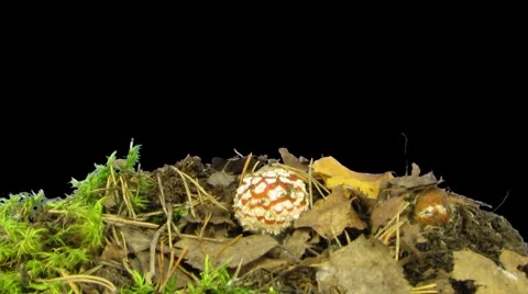 Time-lapse of growing fly agaric mushromm 8a (DCI-2K) Stock Footage 1078591