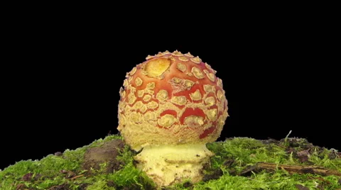 Time-lapse of growing fly agaric mushroom, RGB + ALPHA matte (720p) Stock Footage 54869880