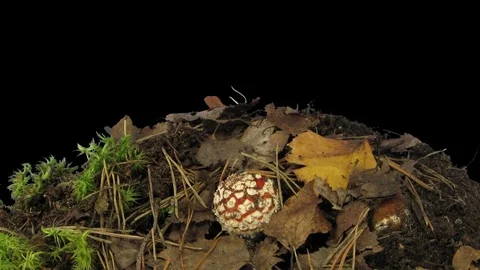 Time-lapse of growing fly agaric mushroom in RGB + ALPHA matte format Stock Footage 70901088
