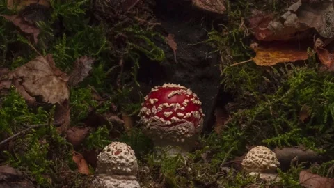 Time lapse of growing fly agaric mushrooms in forest Stock Footage 165826060