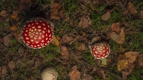 Time lapse of growing fly agaric mushrooms in forest Stock Footage 165826133