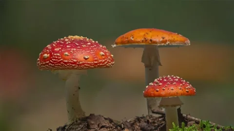Time lapse of growing fly agaric mushrooms in forest Stock Footage 165826302