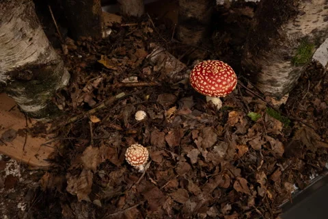 Time lapse of growing fly agarics in birch forest, top view Stock Footage 254059365