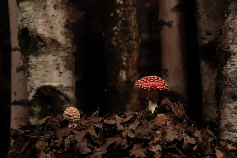 Time lapse of growing fly agarics in birch forest Stock Footage 254059384