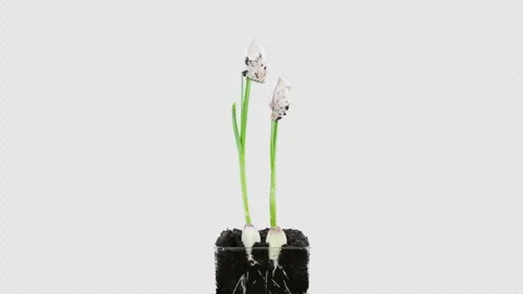 Time lapse of growing garlic cloves with ALPHA channel Stock Footage 284904277