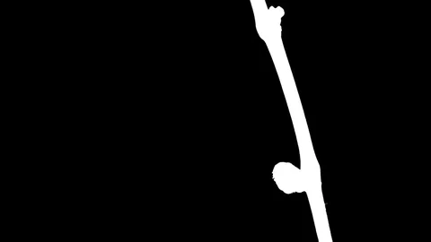 Time-lapse of growing grapevine branch in RGB + ALPHA matte format Stock Footage 74572935