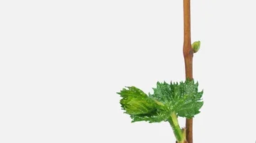 Time-lapse of growing grapevine branch 2b1w with ALPHA channel Stock Footage 85552030