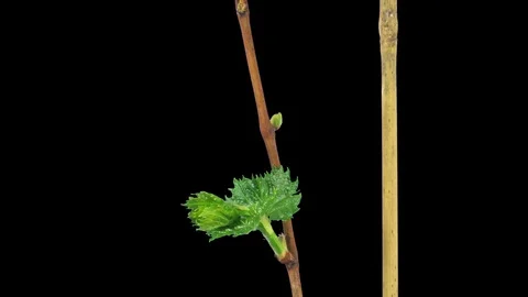 Time-lapse of growing grapevine branch in RGB + ALPHA matte format Stock Footage 85924708