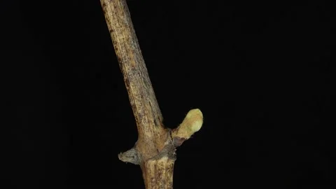 Time-lapse of growing grapevine branch on black background Stock Footage 179141854