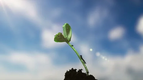 Time lapse of growing green cucumber. Timelapse seed growing, closeup nature Stock Footage 164388217