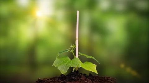 Time lapse of growing green cucumber. Timelapse seed growing, closeup nature Stock Footage 229499654