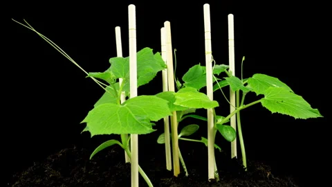Time lapse for growing green cucumber. Growing seeds in slow motion, close up Stock Footage 258166433