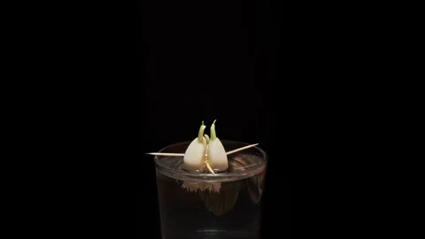 Time Lapse of growing green sprout from garlic isolated on black background. The Video stock 264055629