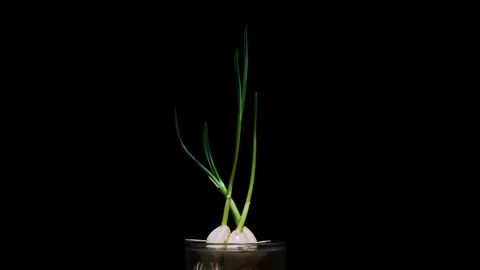 Time Lapse of growing green sprout from garlic isolated on black background. Stock Footage 264163977