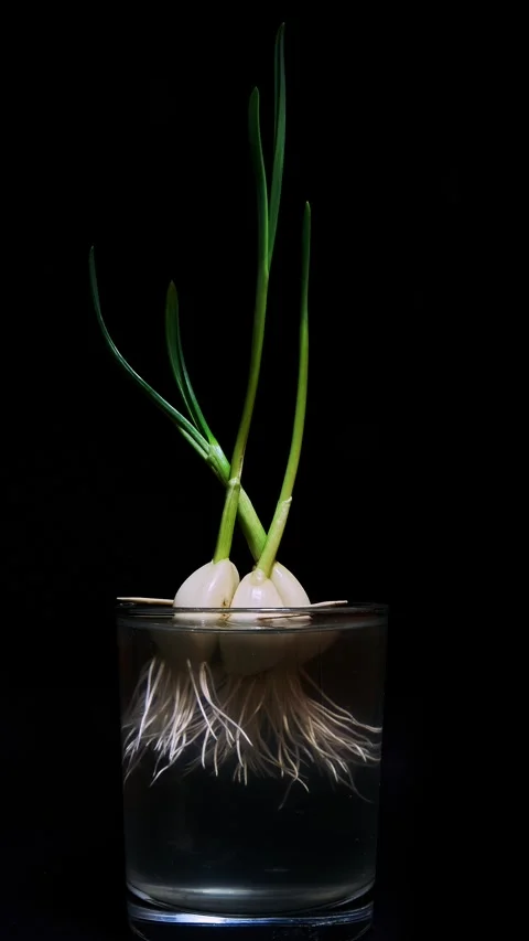 Time Lapse of growing green sprout from garlic isolated on black background Stock Footage 264259850
