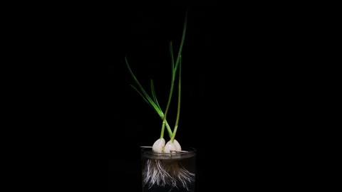 Time Lapse of growing green sprout from garlic isolated on black background Stock Footage 264522175
