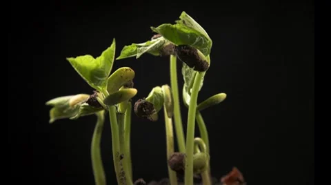 Time-lapse of growing haricot Stock Footage 8837187