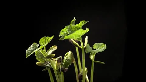 Time-lapse of growing haricot 스톡 동영상 8838428