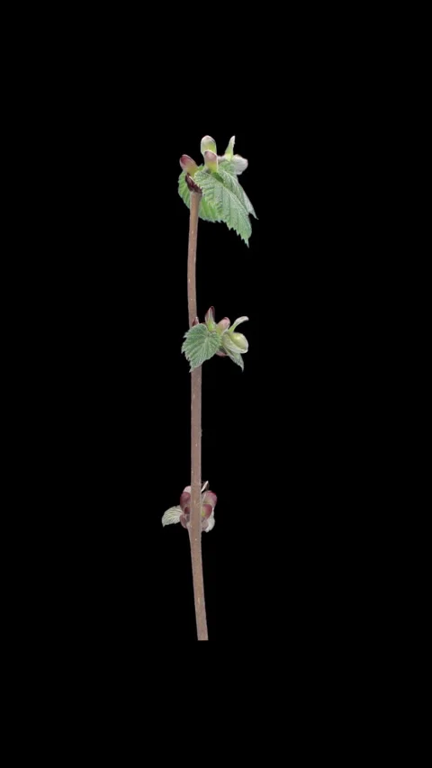 Time lapse of growing hazel tree branch in spring, vertical orientation Stock Footage 334109729
