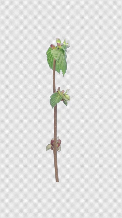 Time lapse of growing hazel tree branch in spring with ALPHA channel, vertical 動画素材 334801015