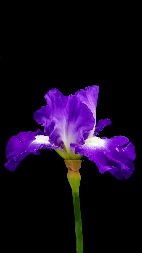 Time-lapse of growing iris flower. Spring flower iris blooming on black Stock Footage 292159761