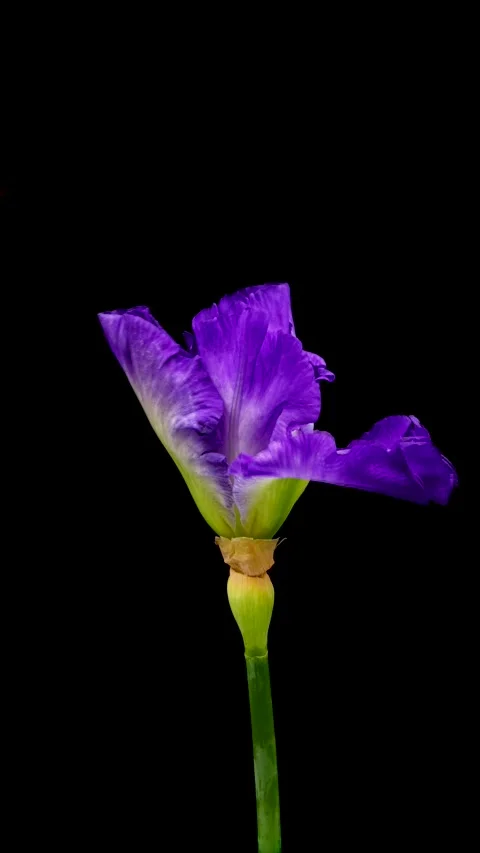 Time-lapse of growing iris flower. Spring flower iris blooming on black Stock Footage 314554941