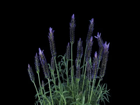 Time-lapse of growing lavender tree, 4K with ALPHA channel Stock Footage 72031126