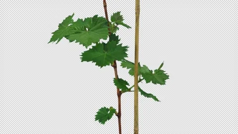 Time lapse of growing leaves on a grapevine branch with ALPHA channel Stock Footage 336216141