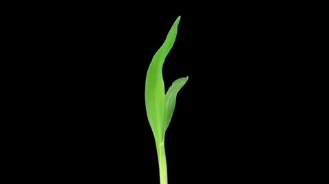Time-lapse of growing maize vegetable 2a (DCI-2K) Stock Footage 1079242