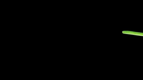 Time-lapse of growing maize vegetable 2cv vertical composition (DCI-2K) Stock Footage 1079465