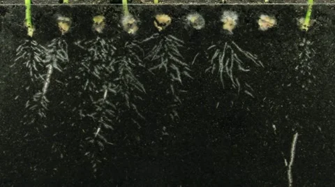 Time-lapse of growing maize vegetable roots 5c1 (DCI-2K) Stock-Footage 11863591