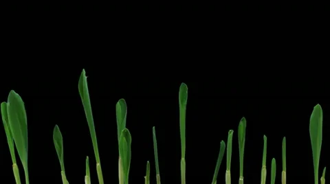 Time-lapse of growing maize vegetables 5a1 Stock Footage 11846309