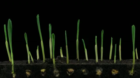 Time-lapse of growing maize vegetables 5b1 Stock Footage 11854894