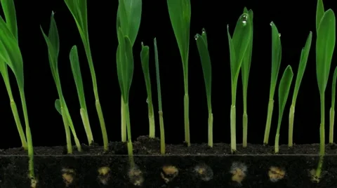 Time-lapse of growing maize vegetables 5b3 (DCI-2K) Stock Footage 11855095