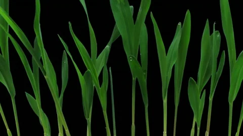 Time-lapse of growing maize vegetables 5d1 Stock Footage 11855231