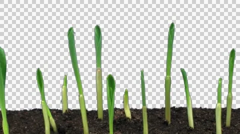 Time-lapse of growing maize vegetables with ALPHA channel Stock Footage 49284516