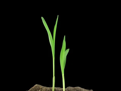 Time-lapse of growing maize vegetables, 4K with ALPHA channel Stock Footage 76508727