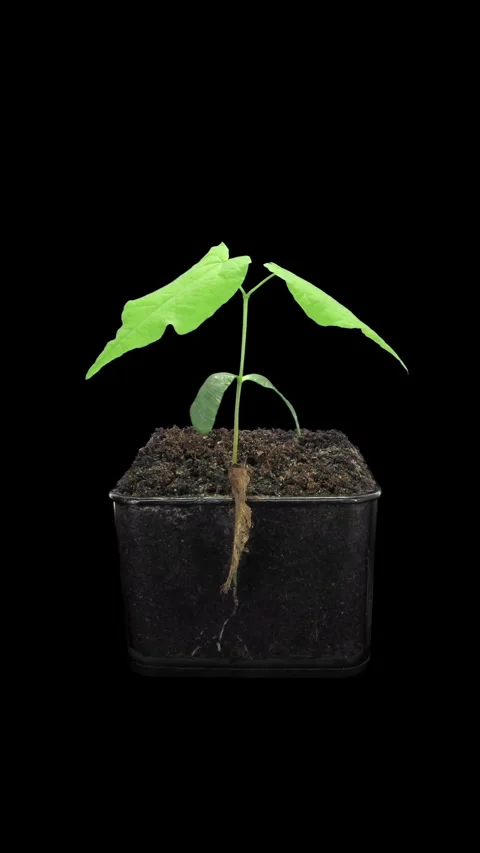 Time lapse of growing Maple plant from a seed, vertical orientation Stock Footage 320284868