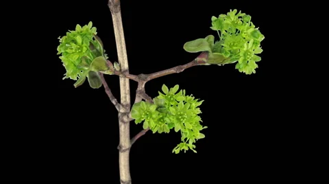 Time-lapse of growing maple tree branch, RGB + ALPHA matte format Stock Footage 50954759