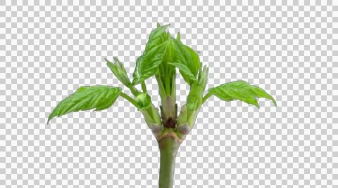 Time-Lapse Of Growing Maple Tree Branch. 4K With Alpha Channel Stock Footage 52907455