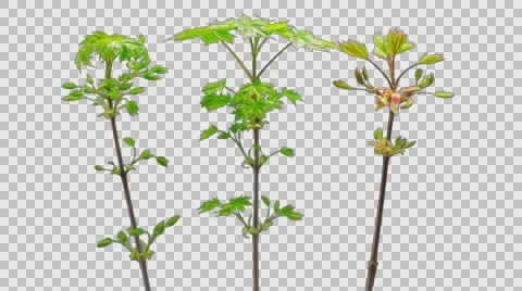 Time-Lapse Of Growing Maple Tree Branch, 4K With Alpha Channel 스톡 동영상 60778448