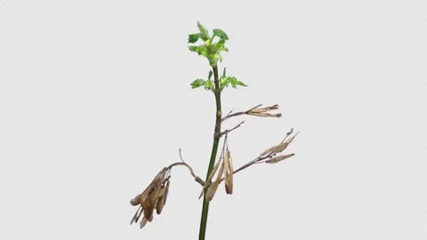 Time lapse of growing maple tree branch in spring with ALPHA channel Stock Footage 306729203