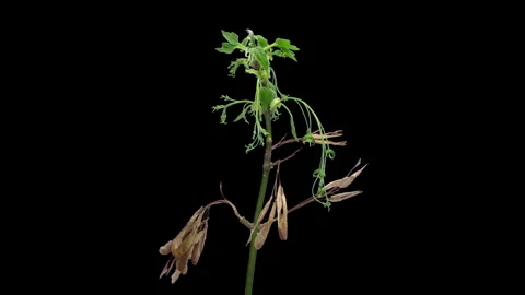 Time lapse of growing maple tree branch in spring Stock Footage 327900648