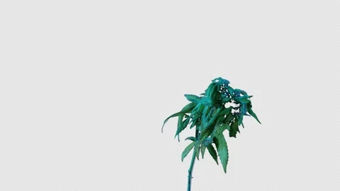 Time-Lapse of Growing Marijuana Flower No Background Stock Footage 147656465