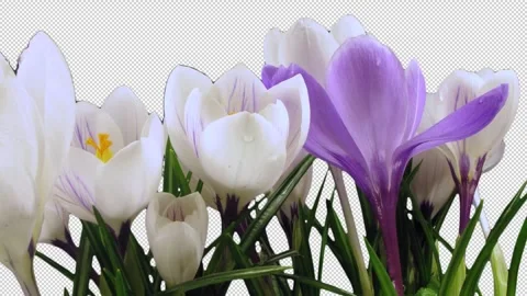 Time lapse of growing multicolor crocus with ALPHA channel Stock Footage 308163506