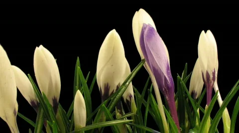 Time-lapse of growing multicolor crocuses 6 wih ALPHA matte Stock-Footage 406554