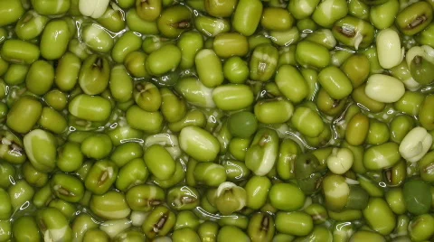 Time-lapse of growing mung beans 1 Stock Footage 117013