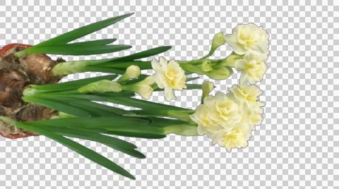 Time-lapse of growing narcissus "Erlicheer" flowers with ALPHA channel, vertical Stock Footage