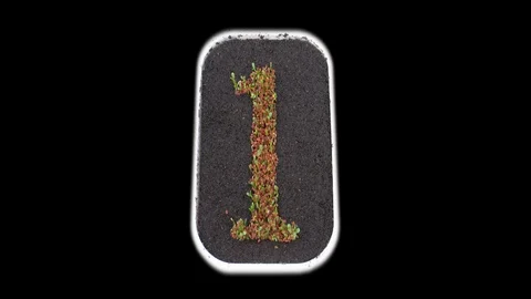 Time-lapse of growing number 1, 3K with ALPHA channel Stock Footage 125466856