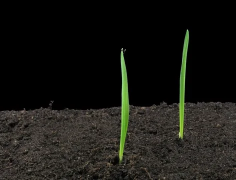 Time-lapse of growing oat seeds 1 (Film 2K) Stock Footage 1077999